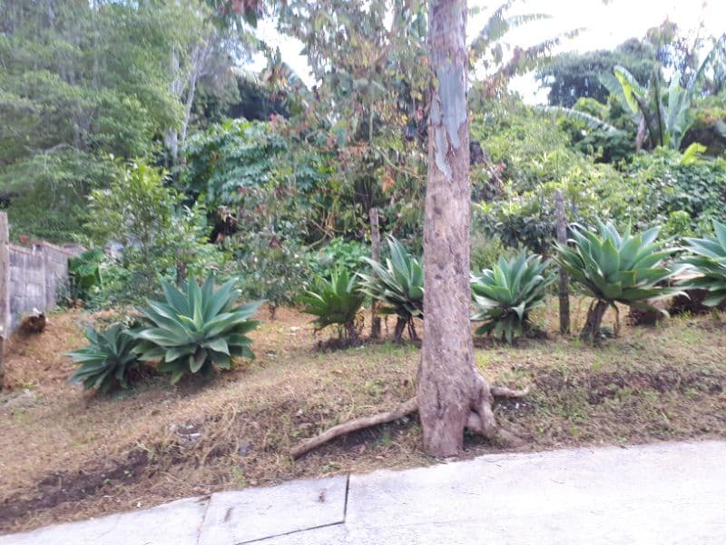 Terreno en venta en Santa Rosalia La Laguna 037TVSTD