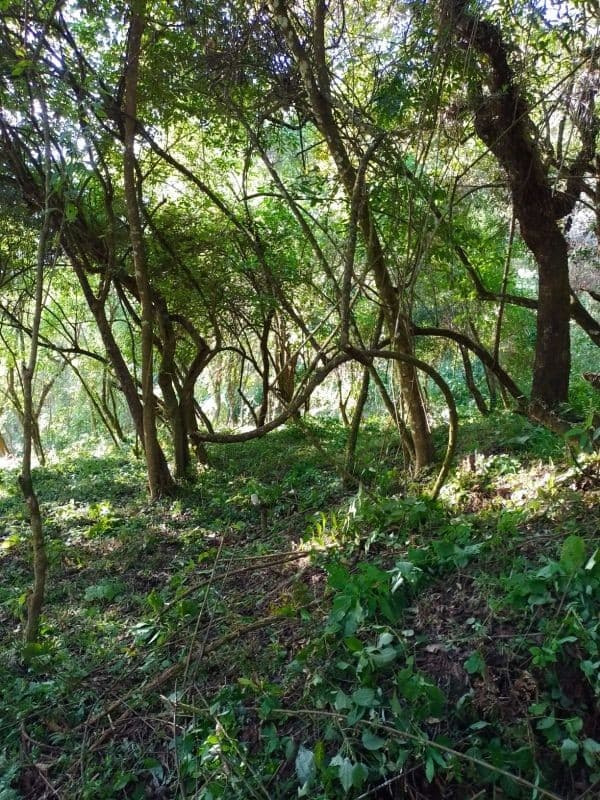 Venta de Terreno en El Encinal Tronco 8 - Mixco Guate