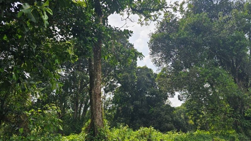 TERRENO EN VENTA CERCA DE LA RESERVA CARRETERA A SANTA ELENA BARILLAS