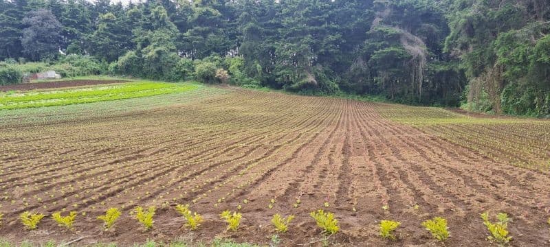 VENTA TERRENO EN STO TOMAS MILPAS ALTAS, CERCA DE ANTIGUA G