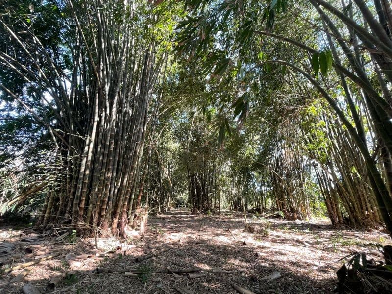 VENDO TERRENO CON PRODUCCION DE BAMBÚ EN PUERTO SAN JOSE