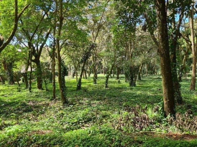 Terreno en Premiere Campestre