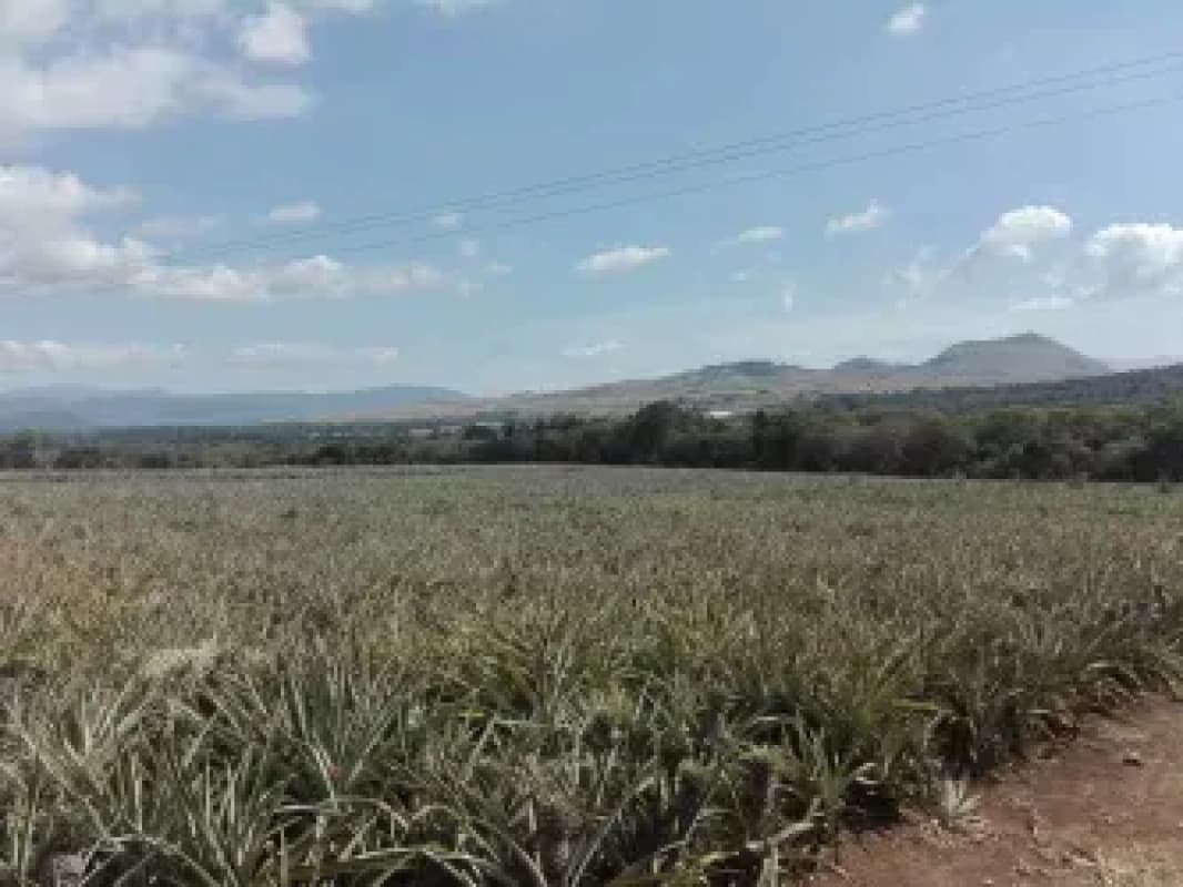 Terreno a la venta Jocotillo