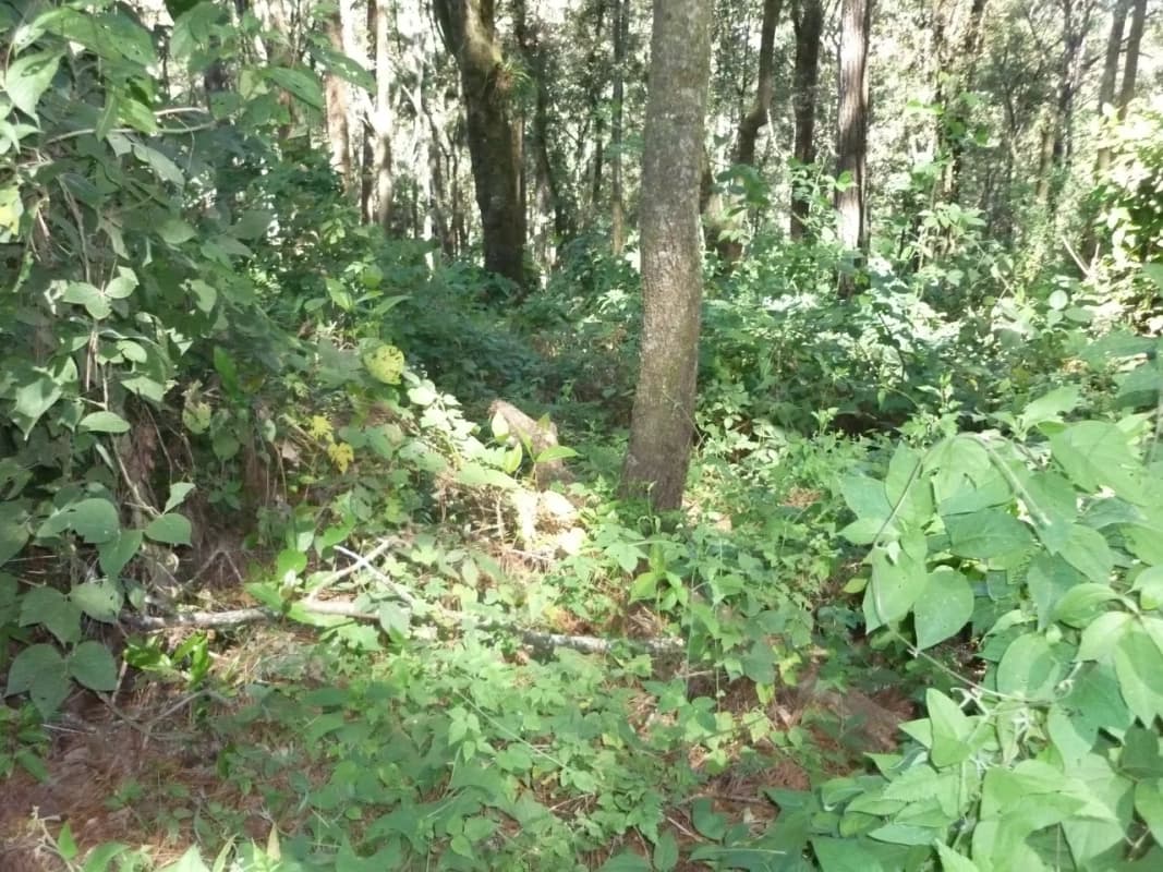 VENTA DE AMPLIO TERRENO - PIEDRA PARADA, SANTA CAT. PINULA