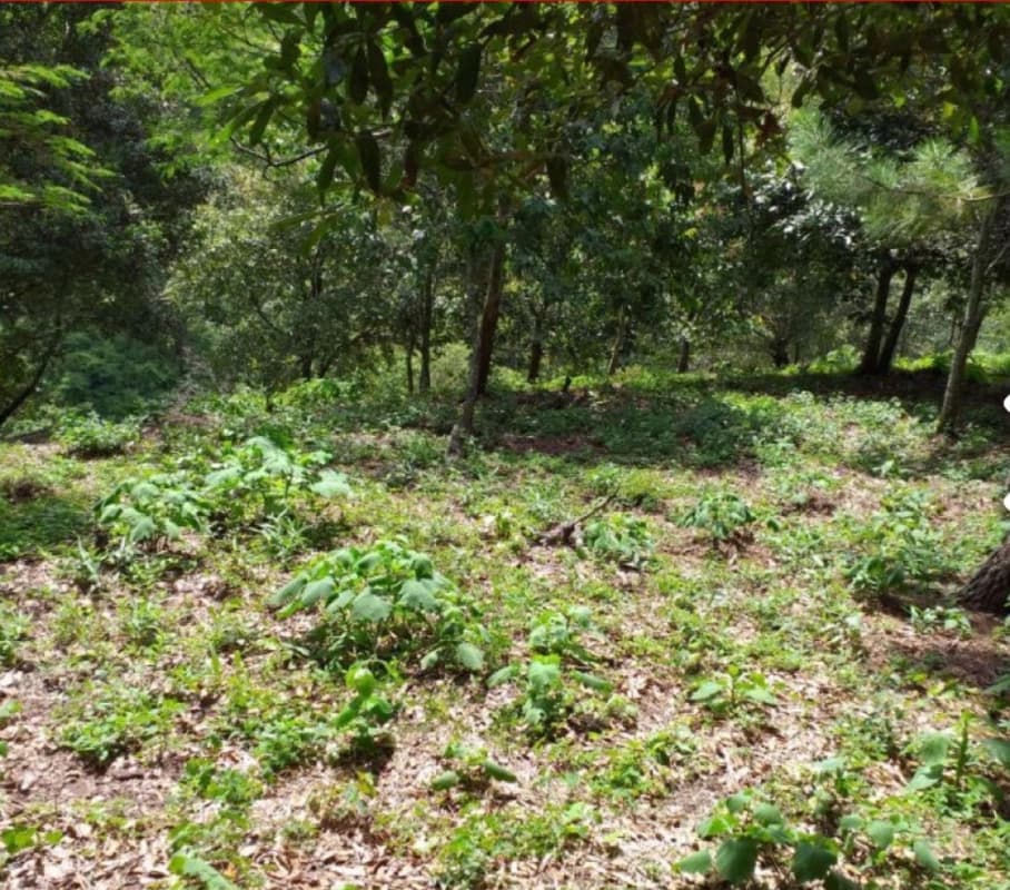 Terreno en Venta Acacias de Cayala