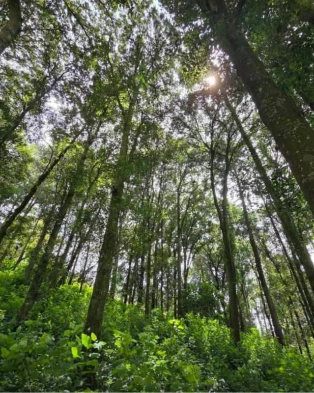 TERRENOS EN VENTA EN TECPAN CHIMALTENANGO