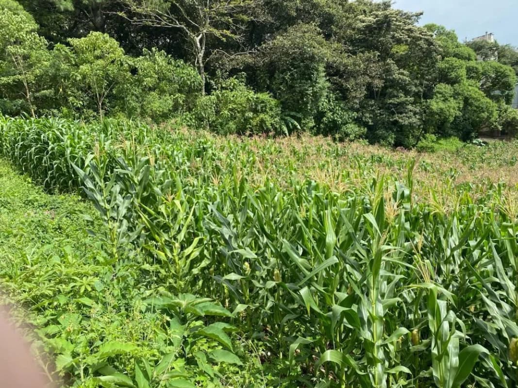 Terreno en Santa Catarina Pinula