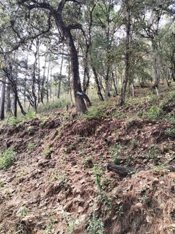 El Encinal, tronco 10.   Terreno de 4,460 varas en venta Q900,000 más impuestos, negociable