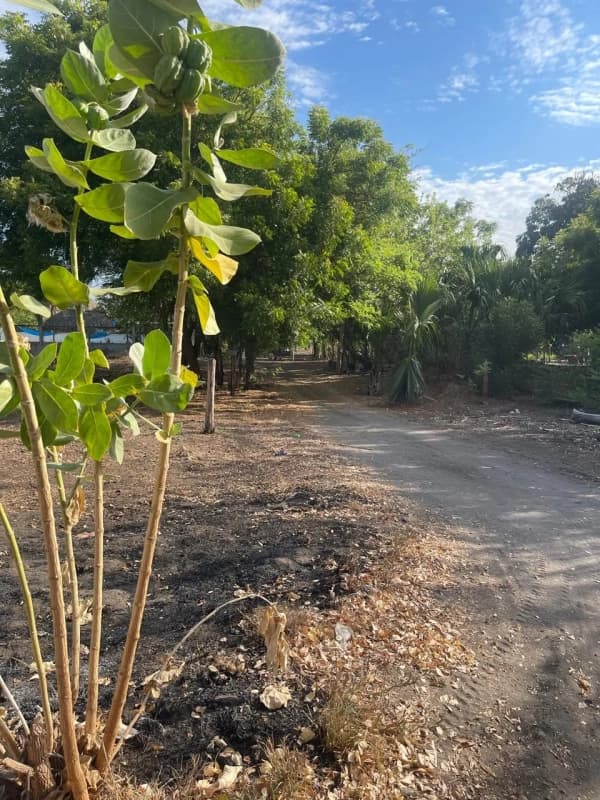 Terreno en venta El Cebollito, Monterrico
