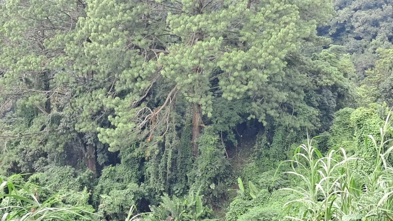 Vendo Terrenos en Casa y Campo KM 23.5 Carretera a el Salvador — Terreno en Venta en Carretera al Atlántico, Guatemala, Ciudad — foto 4 de 7