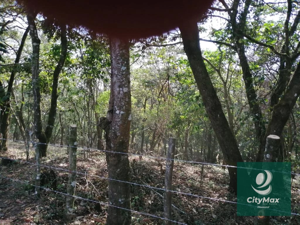 Terreno de 7 manzanas en venta en Km 26 Santa Elena Barillas - 5