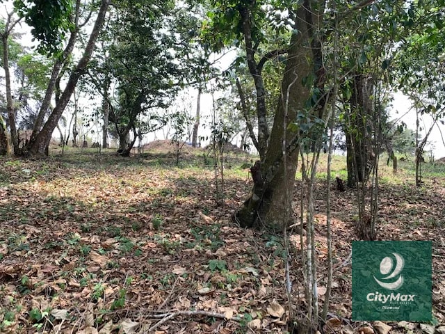 Terreno de 7 manzanas en venta en Km 26 Santa Elena Barillas - 13