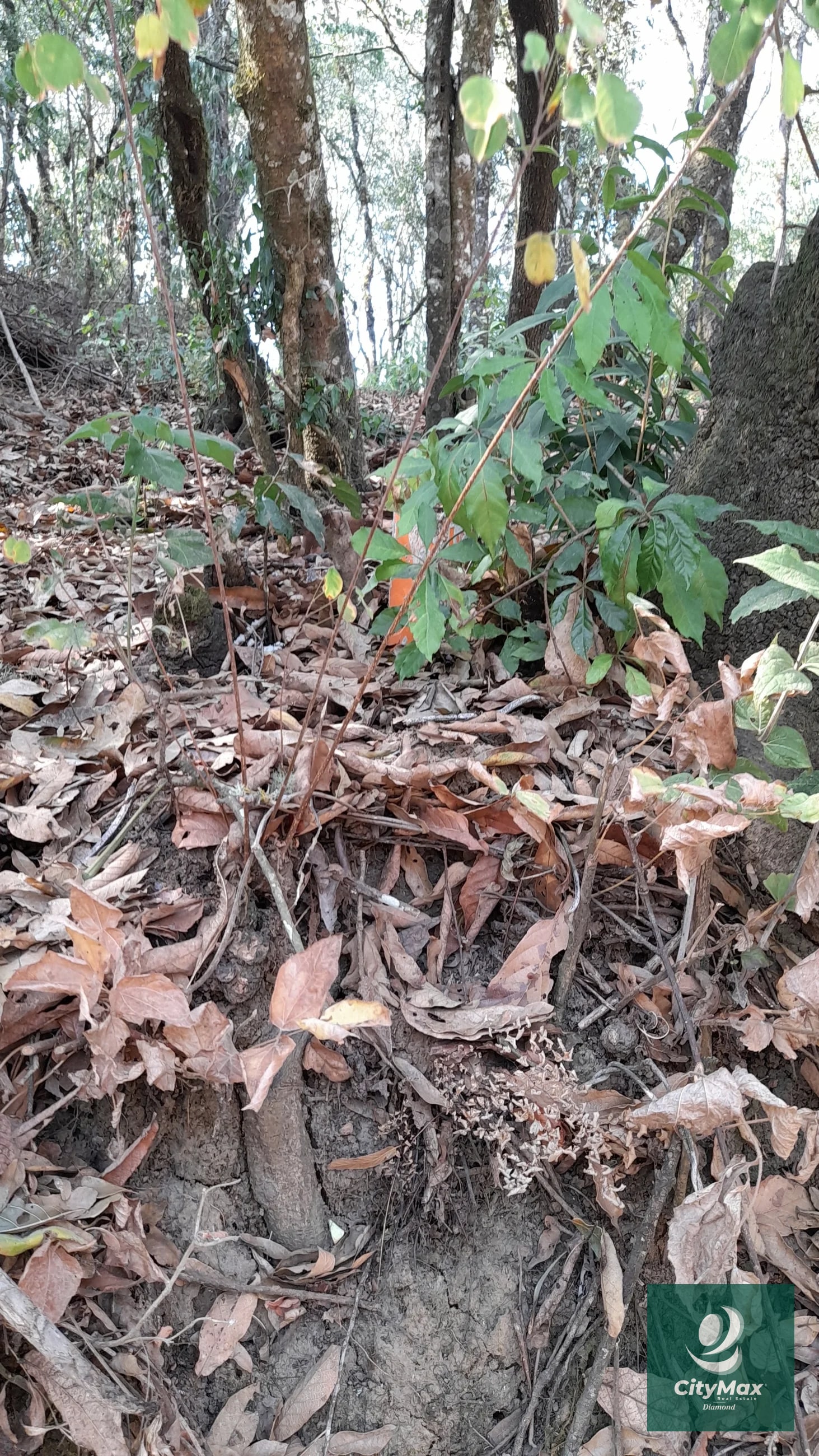 Terreno de esquina en Venta en El Encinal Zona 7 Mixco — Terreno en Venta en Zona 7 Mixco, Guatemala, Ciudad — foto 4 de 15