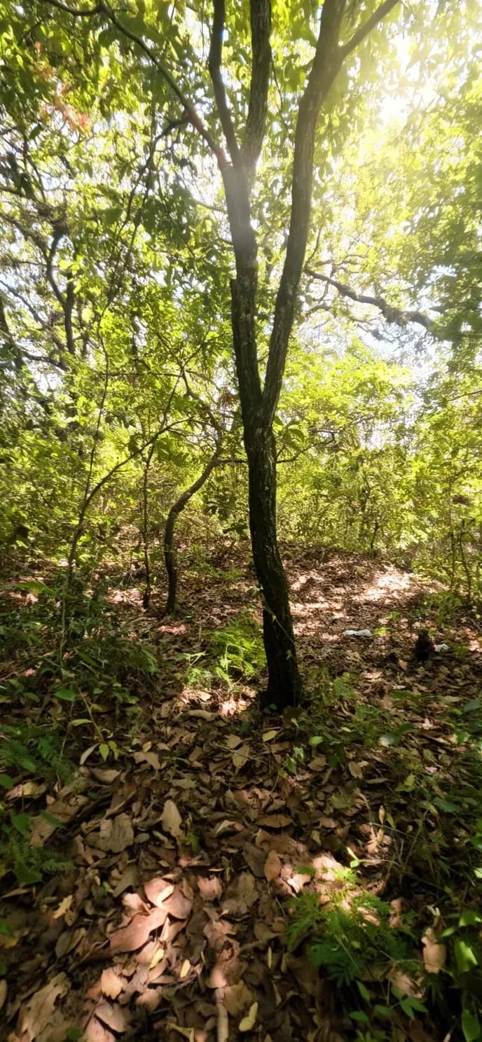 Terreno en Venta giro Comercial Camino a Ciudad Satélite5 Z.9 de Mixco — Terreno en Venta en Zona 9 Mixco, Guatemala, Ciudad — foto 3 de 9