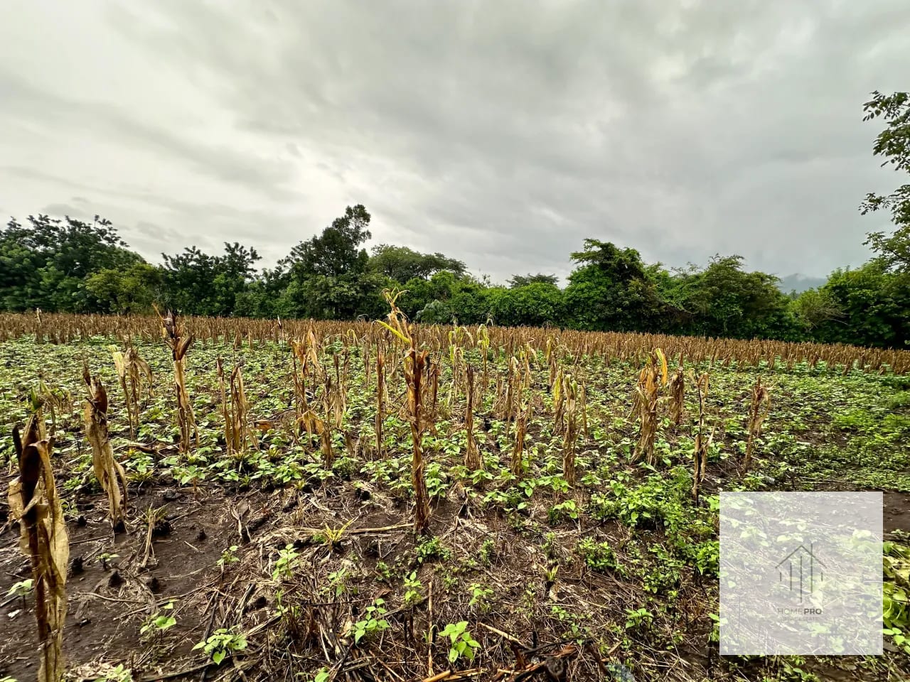 Terreno en Venta en El Jocotillo, Villa Canales. — Terreno en Venta en Villa Canales, Guatemala, Ciudad — foto 12 de 15