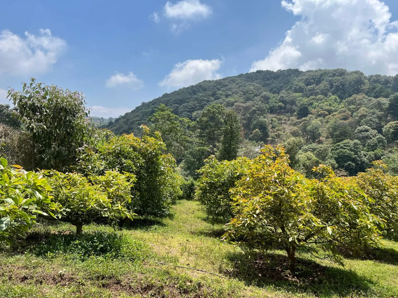 Terreno en Santiago Sacatepéquez — Terreno en Venta en Santiago Sacatepéquez, Sacatepéquez — foto 2 de 10