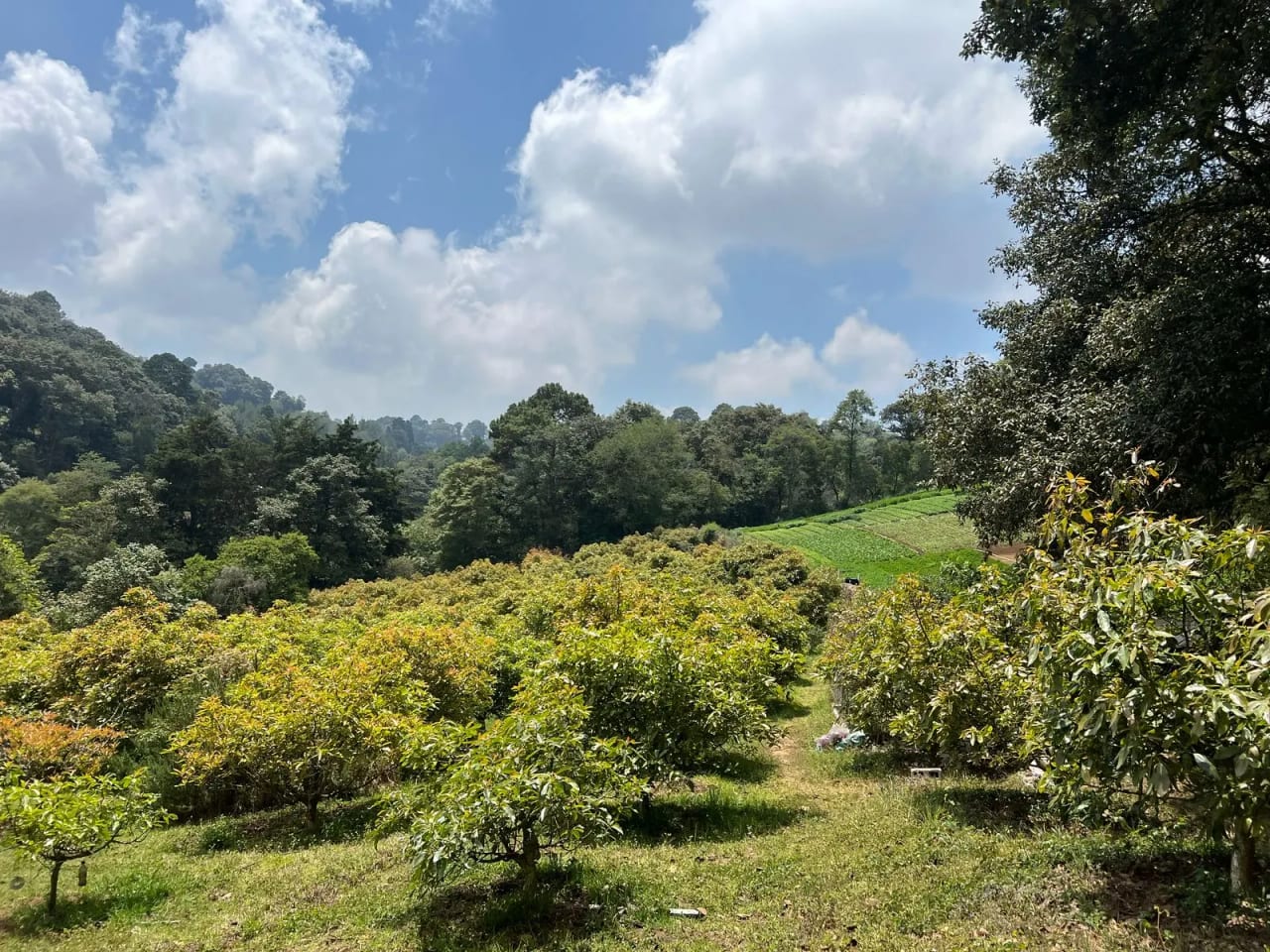 Terreno en Santiago Sacatepéquez — Terreno en Venta en Santiago Sacatepéquez, Sacatepéquez — foto 4 de 10