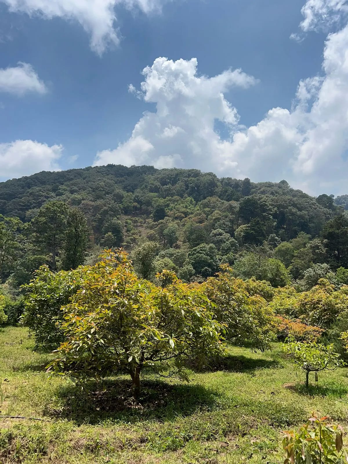 Terreno en Santiago Sacatepéquez — Terreno en Venta en Santiago Sacatepéquez, Sacatepéquez — foto 5 de 10