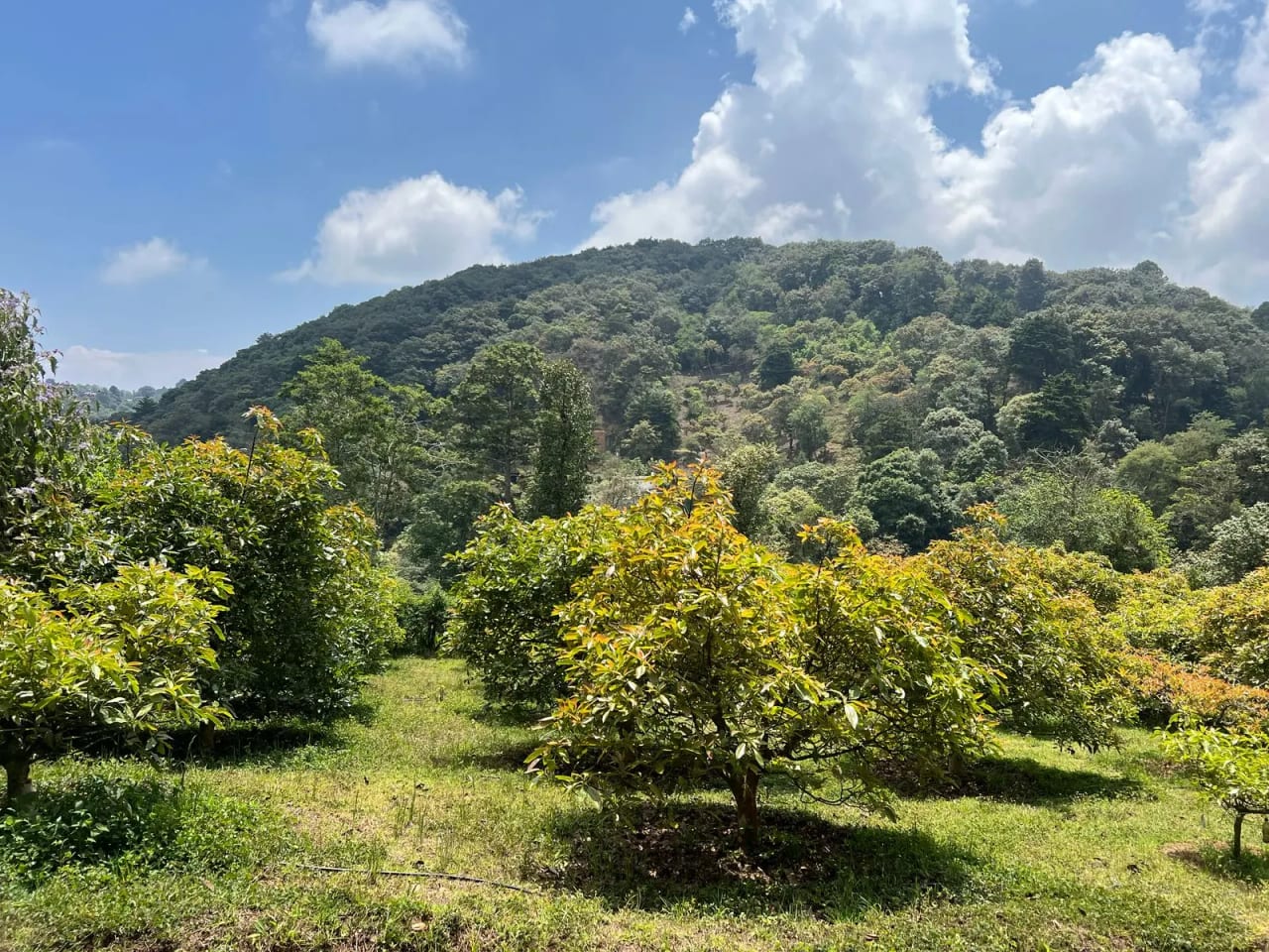 Terreno en Santiago Sacatepéquez — Terreno en Venta en Santiago Sacatepéquez, Sacatepéquez — foto 8 de 10