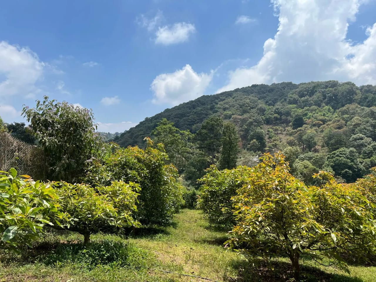 Terreno en Santiago Sacatepéquez — Terreno en Venta en Santiago Sacatepéquez, Sacatepéquez — foto 10 de 10