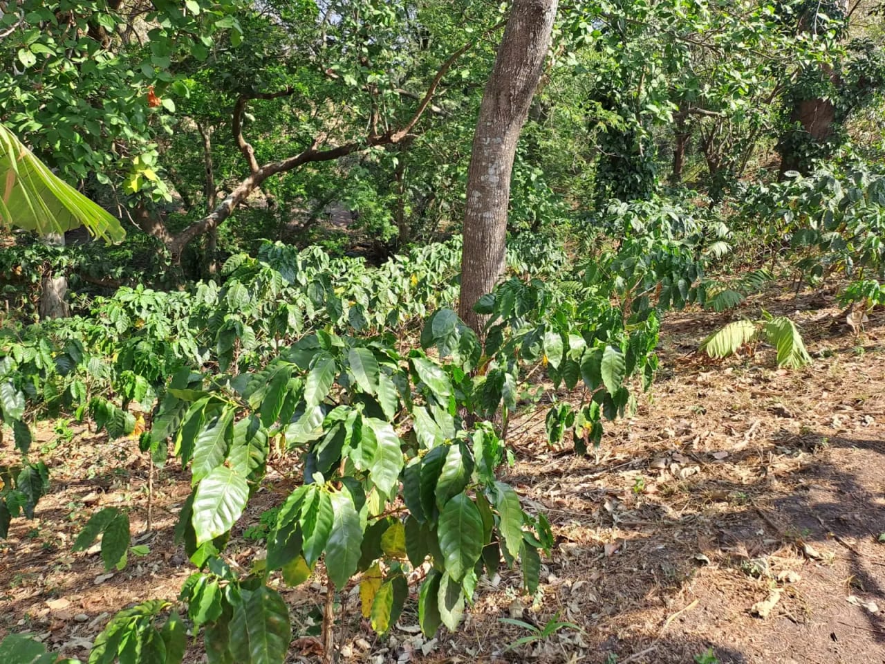 Terreno en El Obrajuelo, Villa Canales — Terreno en Venta en Villa Canales, Guatemala, Ciudad — foto 4 de 4