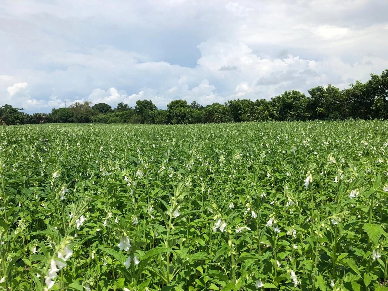 Terreno en Iztapa, Escuintla — Terreno en Venta en Escuintla, Escuintla — foto 2 de 2