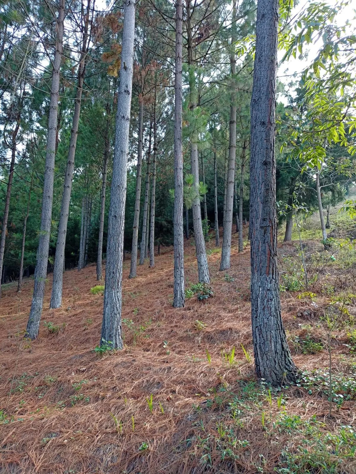 Terreno en Santa María Cauqué, Santiago Sacatepéquez — Terreno en Venta en Santiago Sacatepéquez, Sacatepéquez — foto 6 de 9