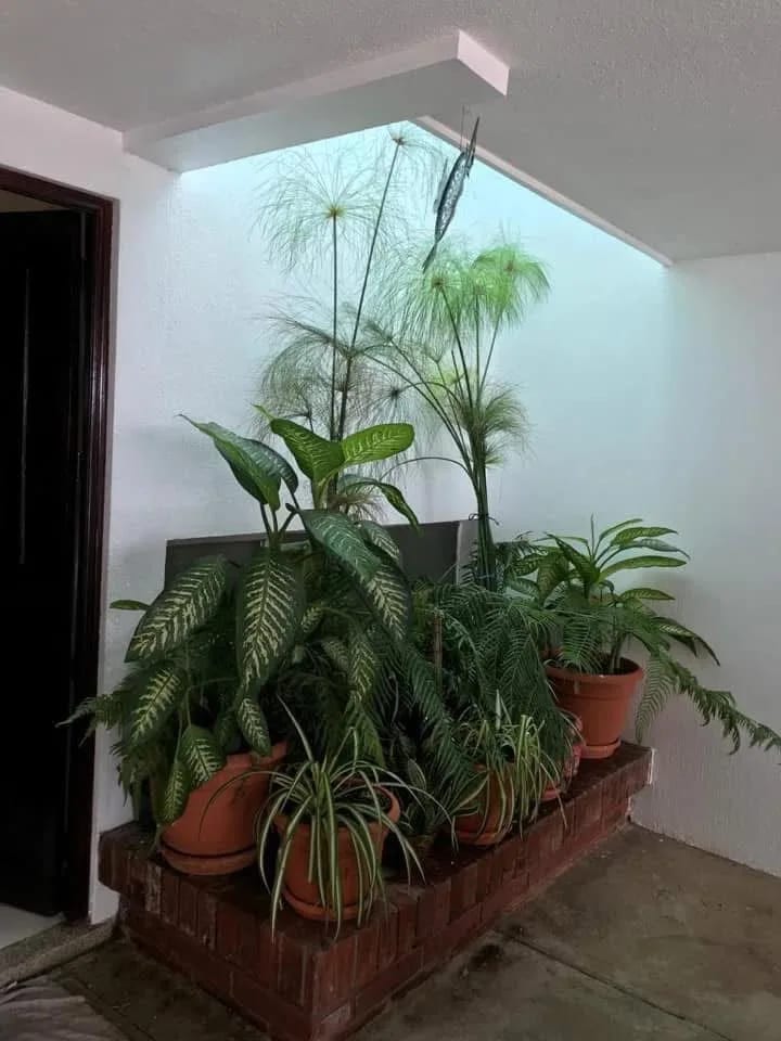 Casa en Zona 16 — Casa en Alquiler en Zona 16, Guatemala, Ciudad — foto 5 de 8