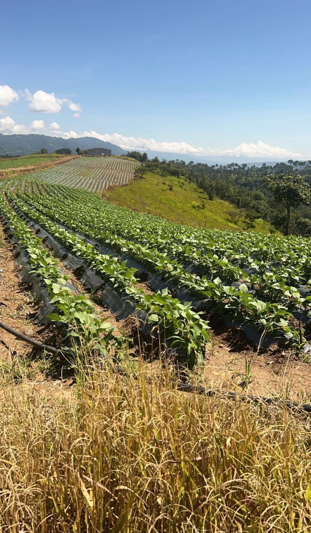 OPRTUNIDAD DE INVERSIÓN 65 MANZANAS EN CHIMALTENANGO SOBRE CARRETERA ASFALTADA A SUMPANGO — Finca en Venta en San Martín Jilotepeque, Chimaltenango — foto 2 de 4