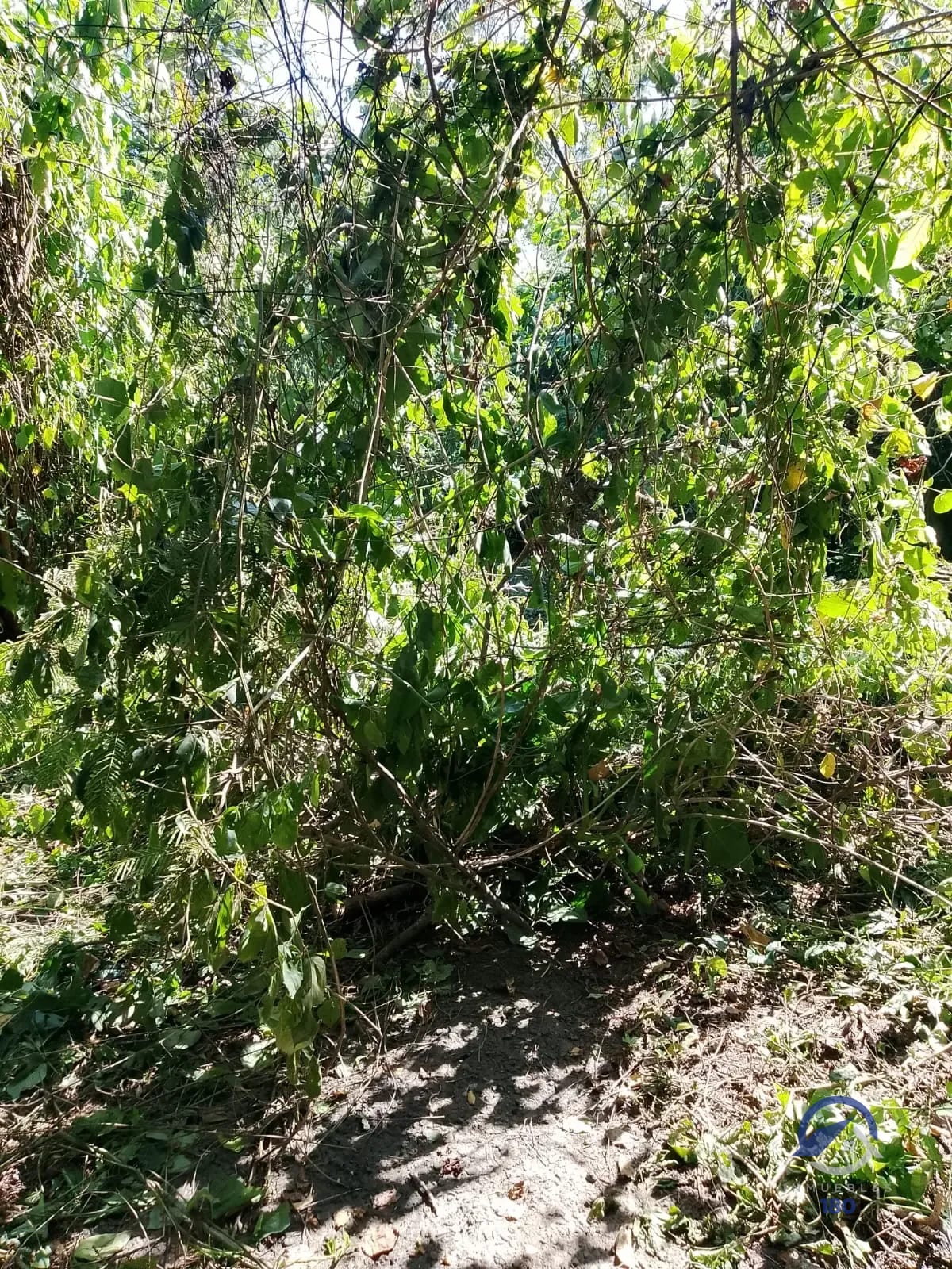 19.2 manzanas en venta en el Km. 51 Carretera Vieja a Palín, Escuintla — Terreno en Venta en Palín, Escuintla — foto 4 de 9