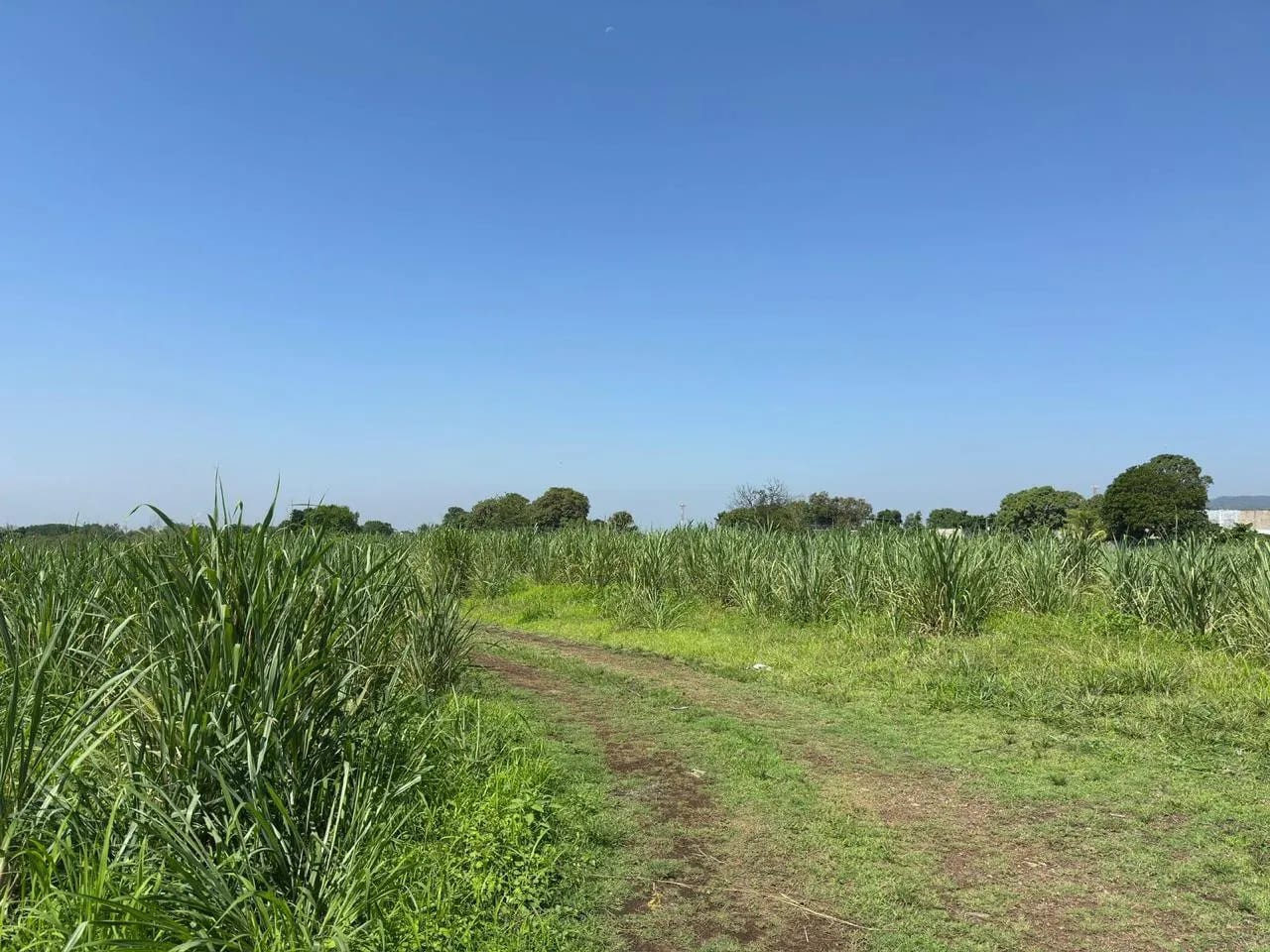Terreno en venta en Escuintla ideal para desarrollo - totalmente plano — Terreno en Venta en Escuintla, Escuintla — foto 5 de 5