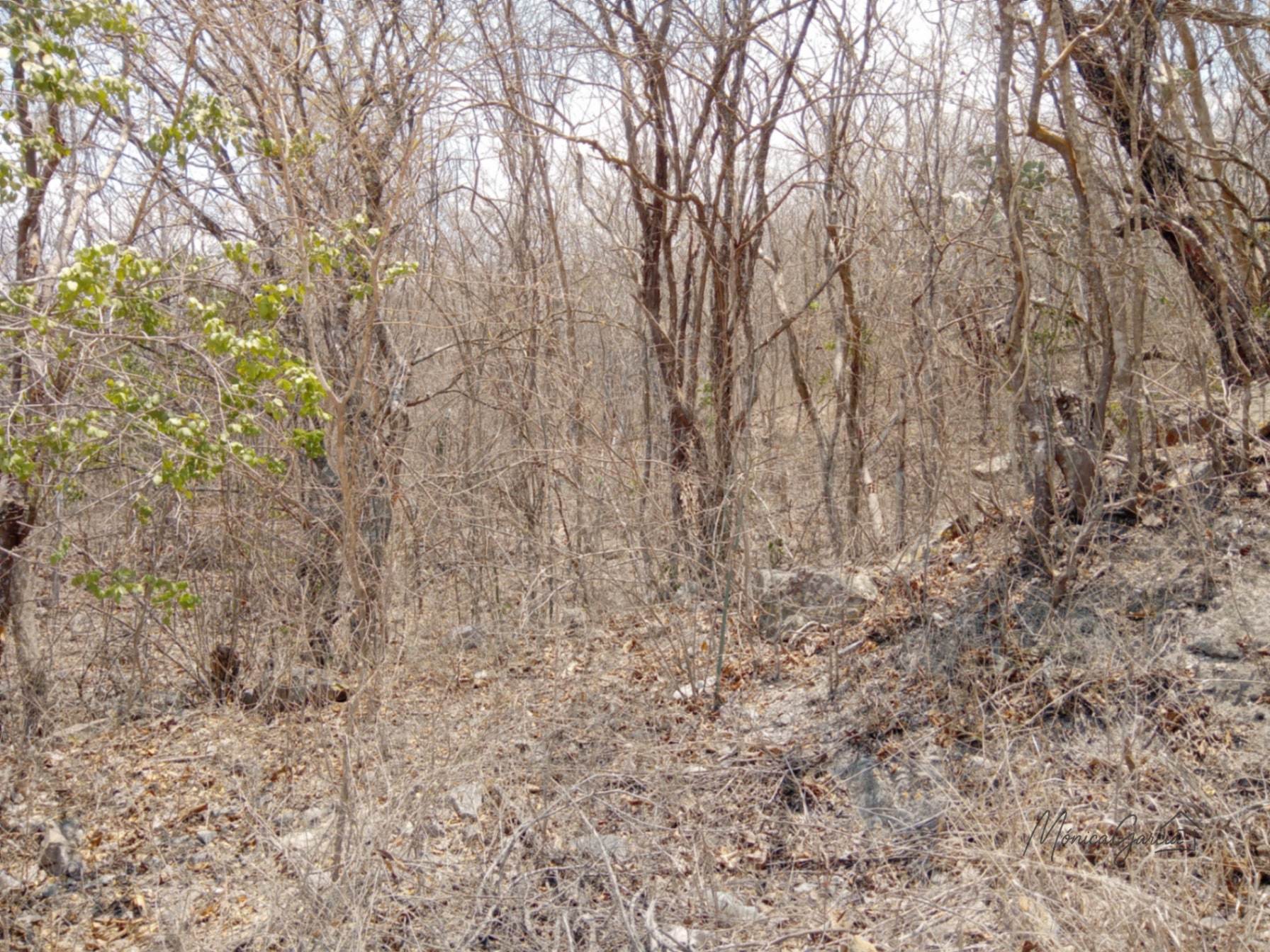 ¡OPORTUNIDAD DE INVERSIÓN! Terreno Industrial Ideal para Proyecto Solar en El Progreso — Terreno en Venta en El Jícaro, El Progreso — foto 13 de 14