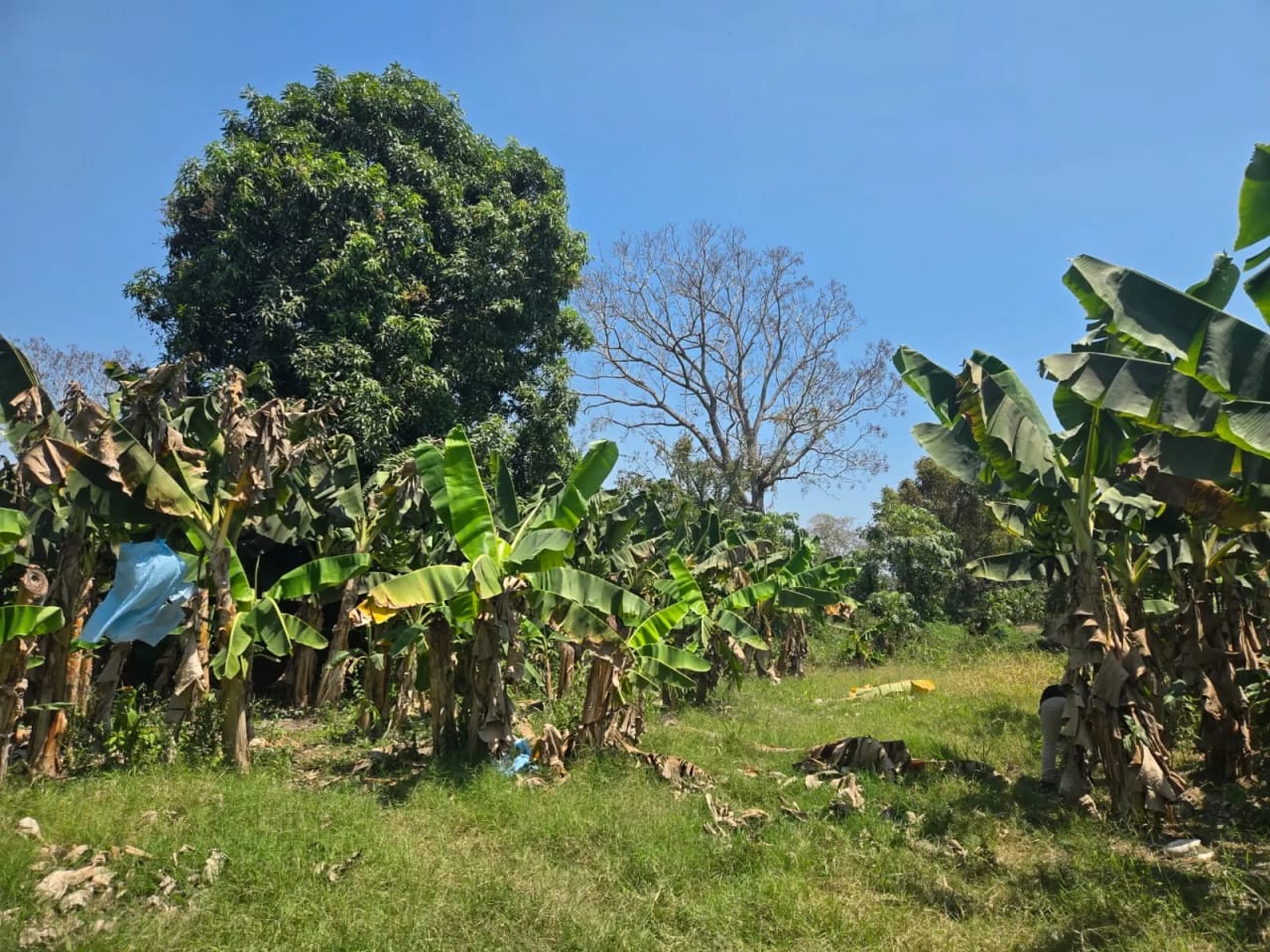 Terreno carretera vieja a Puerto de San José — Finca en Venta en Masagua, Escuintla — foto 11 de 17