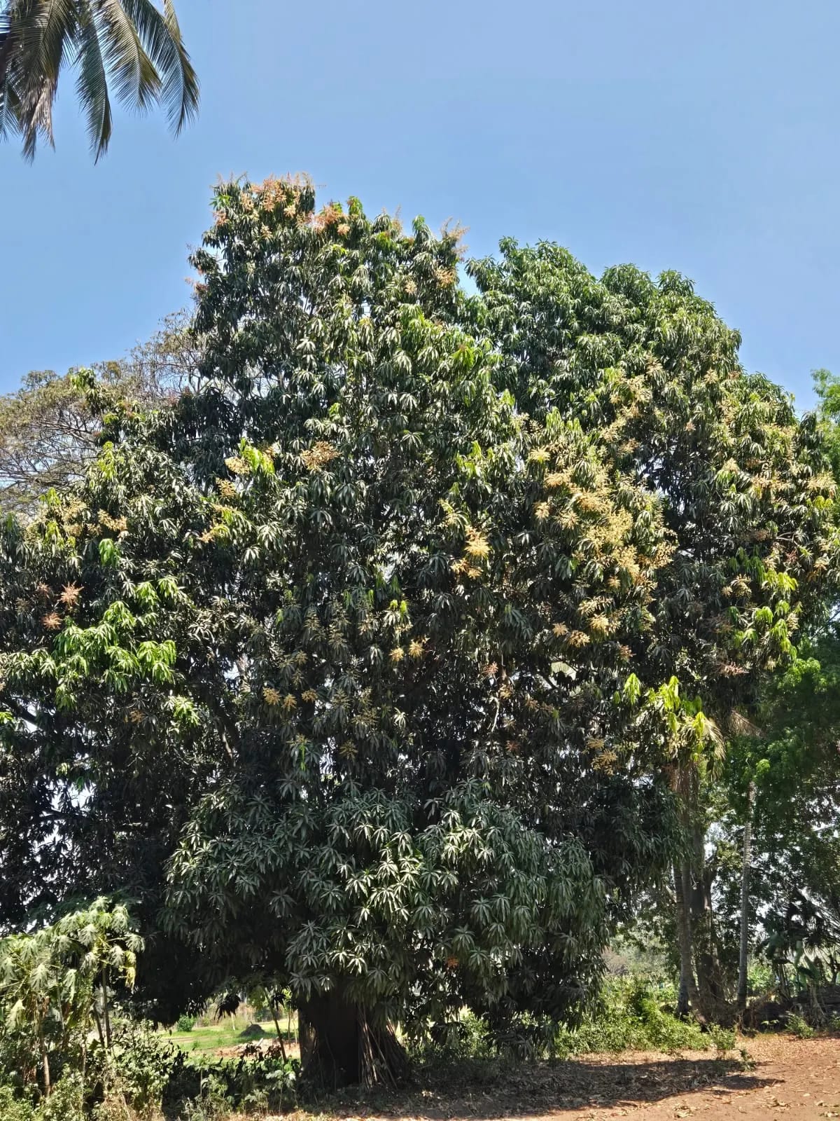 Terreno carretera vieja a Puerto de San José — Finca en Venta en Masagua, Escuintla — foto 15 de 17