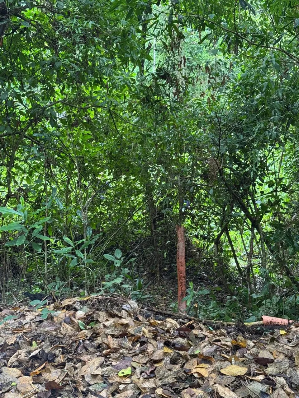Terreno En Venta Amatique Bay Puerto Barrios — Terreno en Venta en Puerto Barrios, Izabal — foto 6 de 11