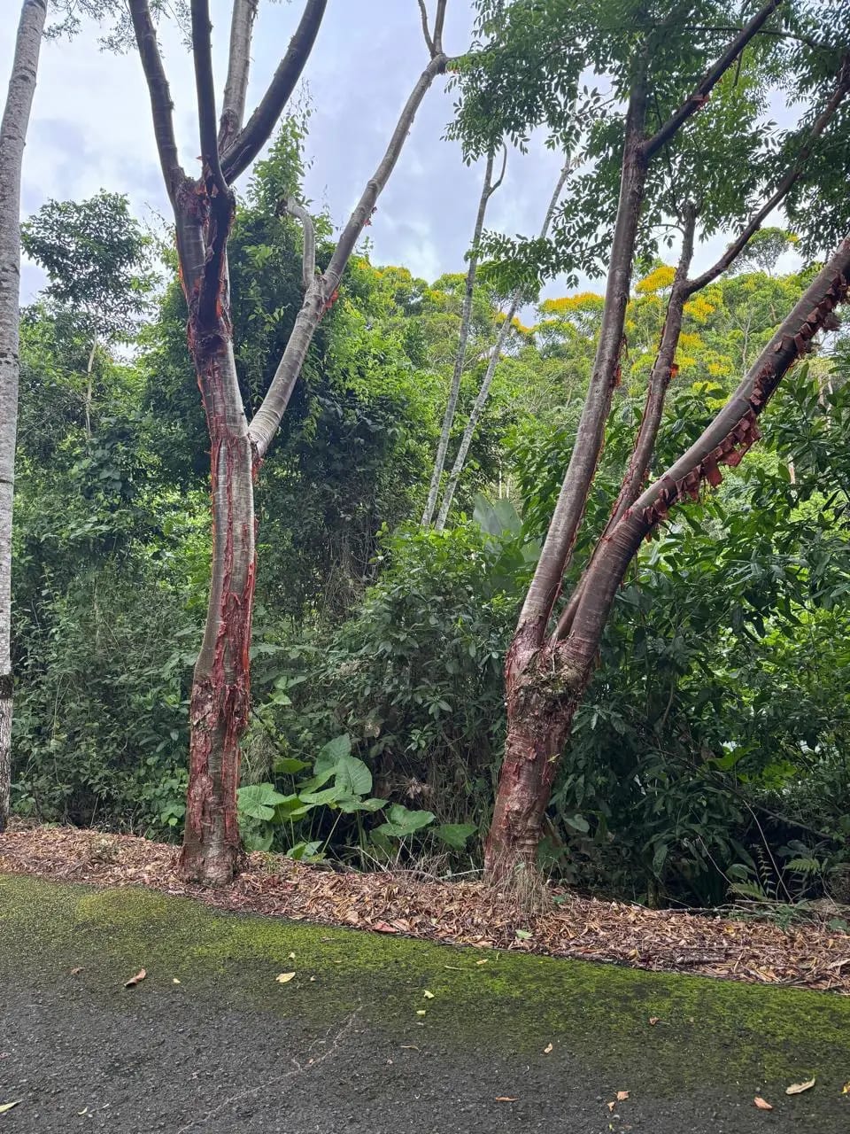 Terreno En Venta Amatique Bay Puerto Barrios — Terreno en Venta en Puerto Barrios, Izabal — foto 10 de 11