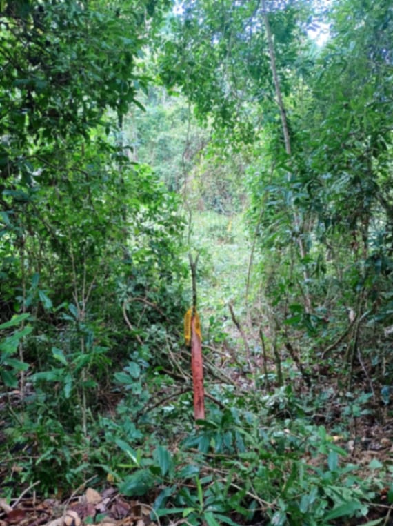 Terreno en Venta Amatique Bay — Terreno en Venta en Amatique Bay, Izabal — foto 8 de 13
