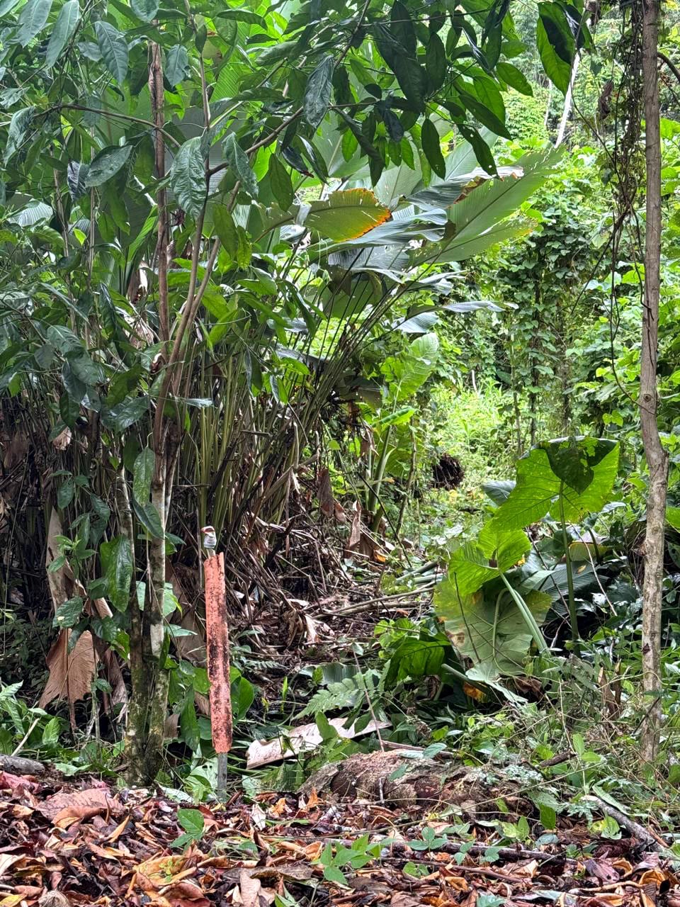 Terreno en Venta Amatique Bay — Terreno en Venta en Amatique Bay, Izabal — foto 12 de 13