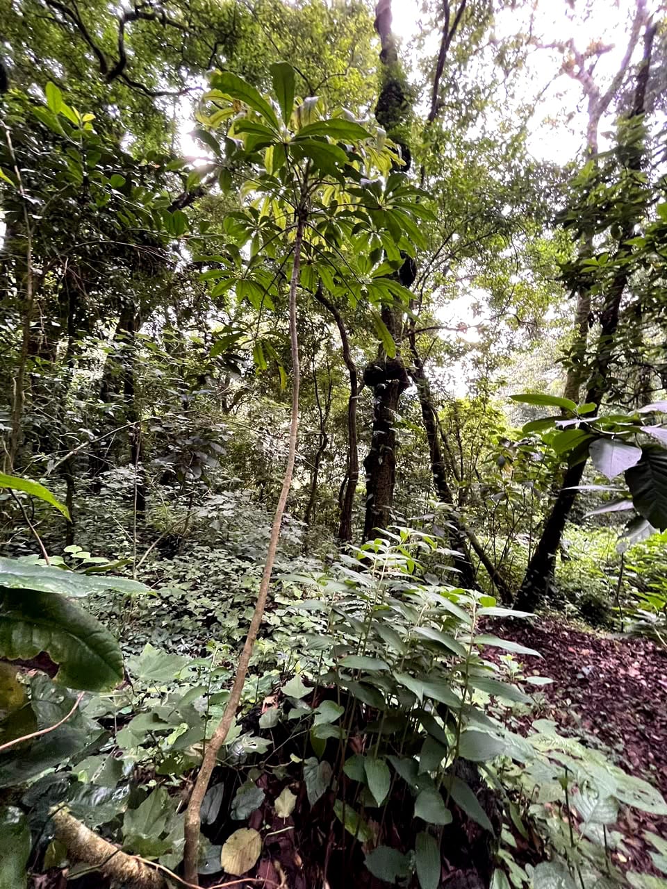 Terreno en Venta Granjas Jardín El Alto — Terreno en Venta en Santiago Sacatepéquez, Sacatepéquez — foto 6 de 13