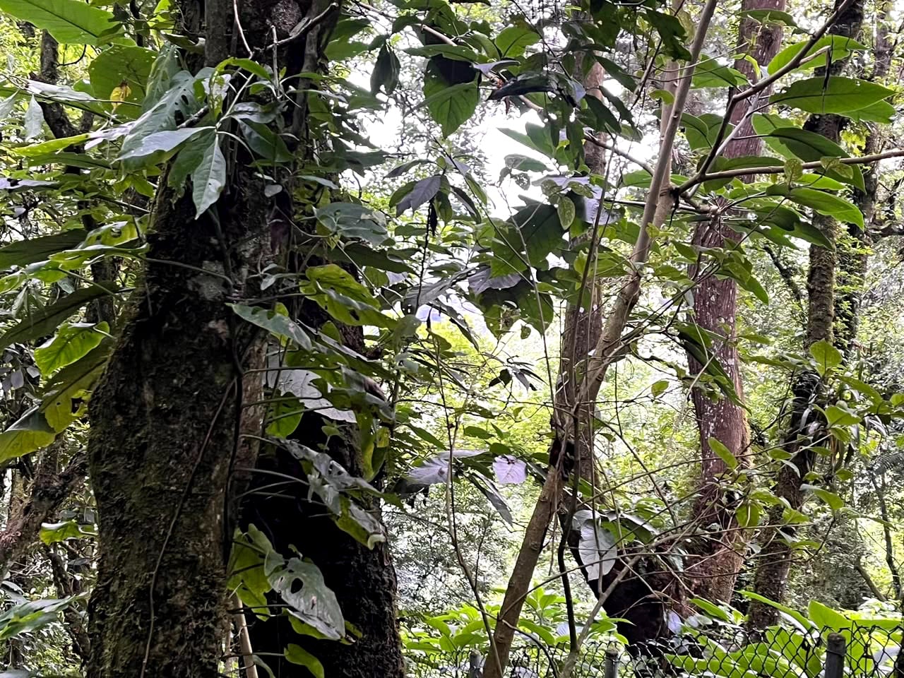 Terreno en Venta Granjas Jardín El Alto — Terreno en Venta en Santiago Sacatepéquez, Sacatepéquez — foto 11 de 13