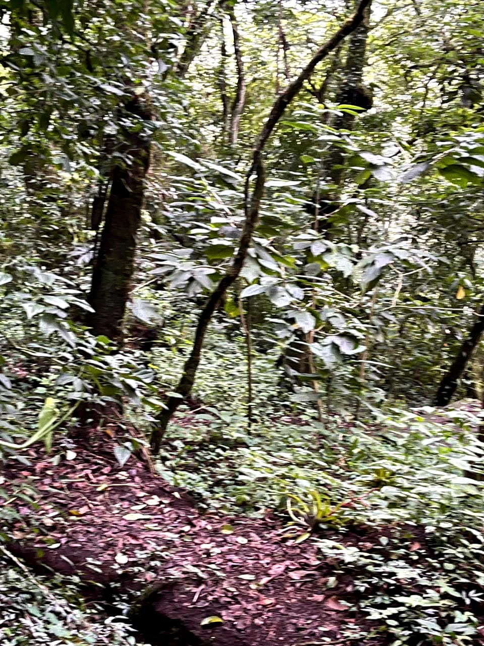 Terreno en Venta Granjas Jardín El Alto — Terreno en Venta en Santiago Sacatepéquez, Sacatepéquez — foto 12 de 13