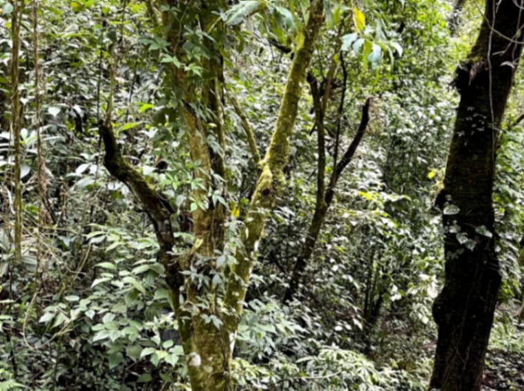 Terreno en Venta Granjas Jardín El Alto — Terreno en Venta en Santiago Sacatepéquez, Sacatepéquez — foto 13 de 13
