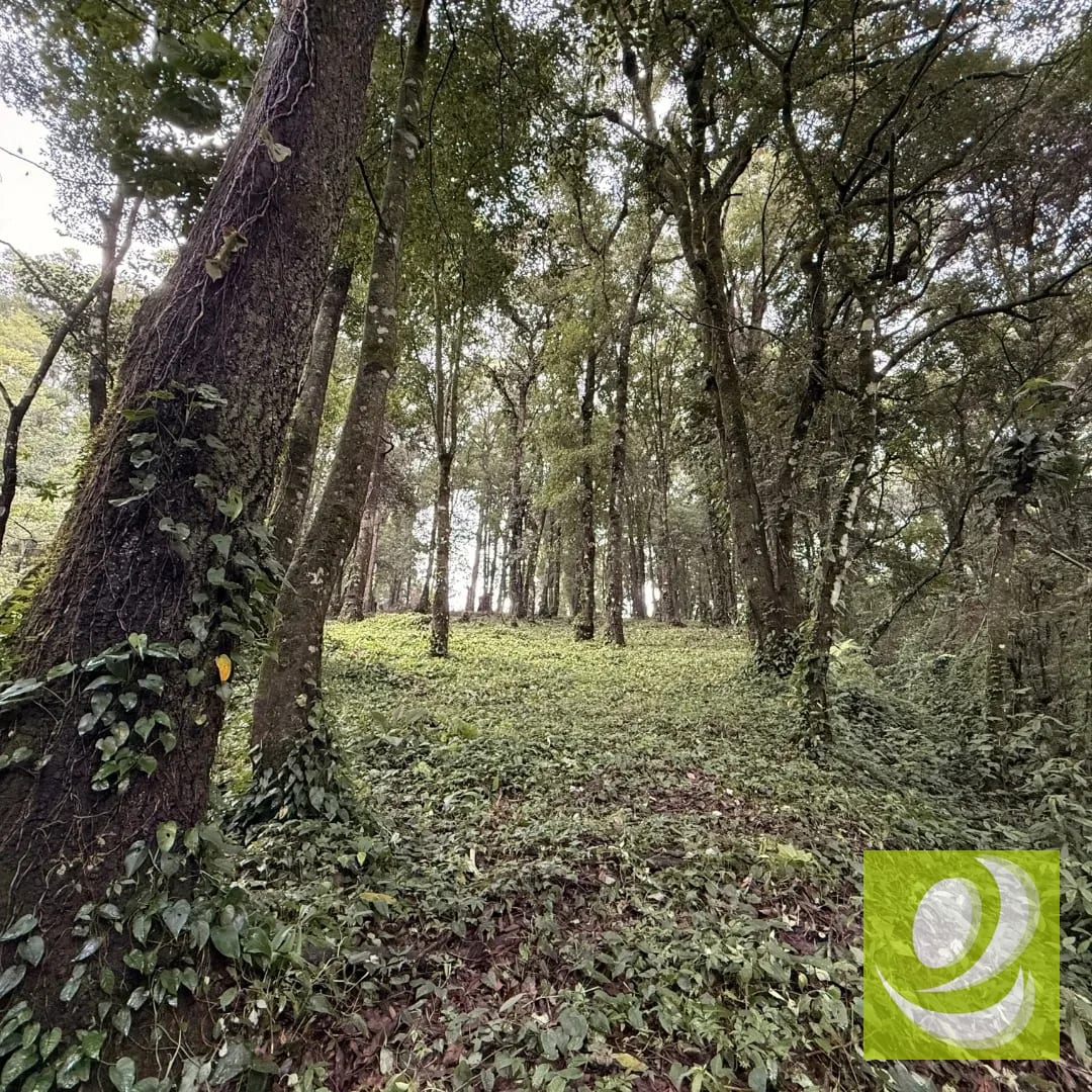 Terreno en Venta en Bosque Vivo km 24.5 carretera Interamericana — Terreno en Venta en San Lucas Sacatepéquez, Sacatepéquez — foto 3 de 6