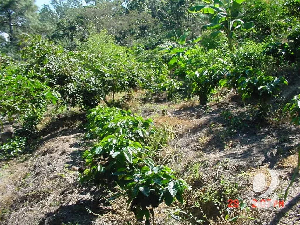 Vendo Finca Rustica en San Pedro Ayampuc — Finca en Venta en San Pedro Ayampuc, Guatemala, Ciudad — foto 7 de 10