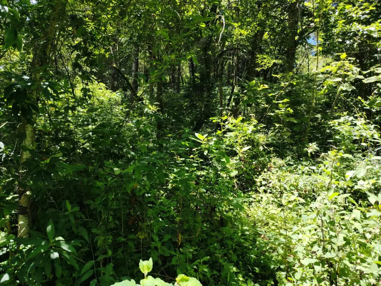 Vendo Terreno en Aldea el Platanar San Jose Pinula a la Par de Itpa — Terreno en Venta en San José Pinula, Guatemala, Ciudad — foto 3 de 3