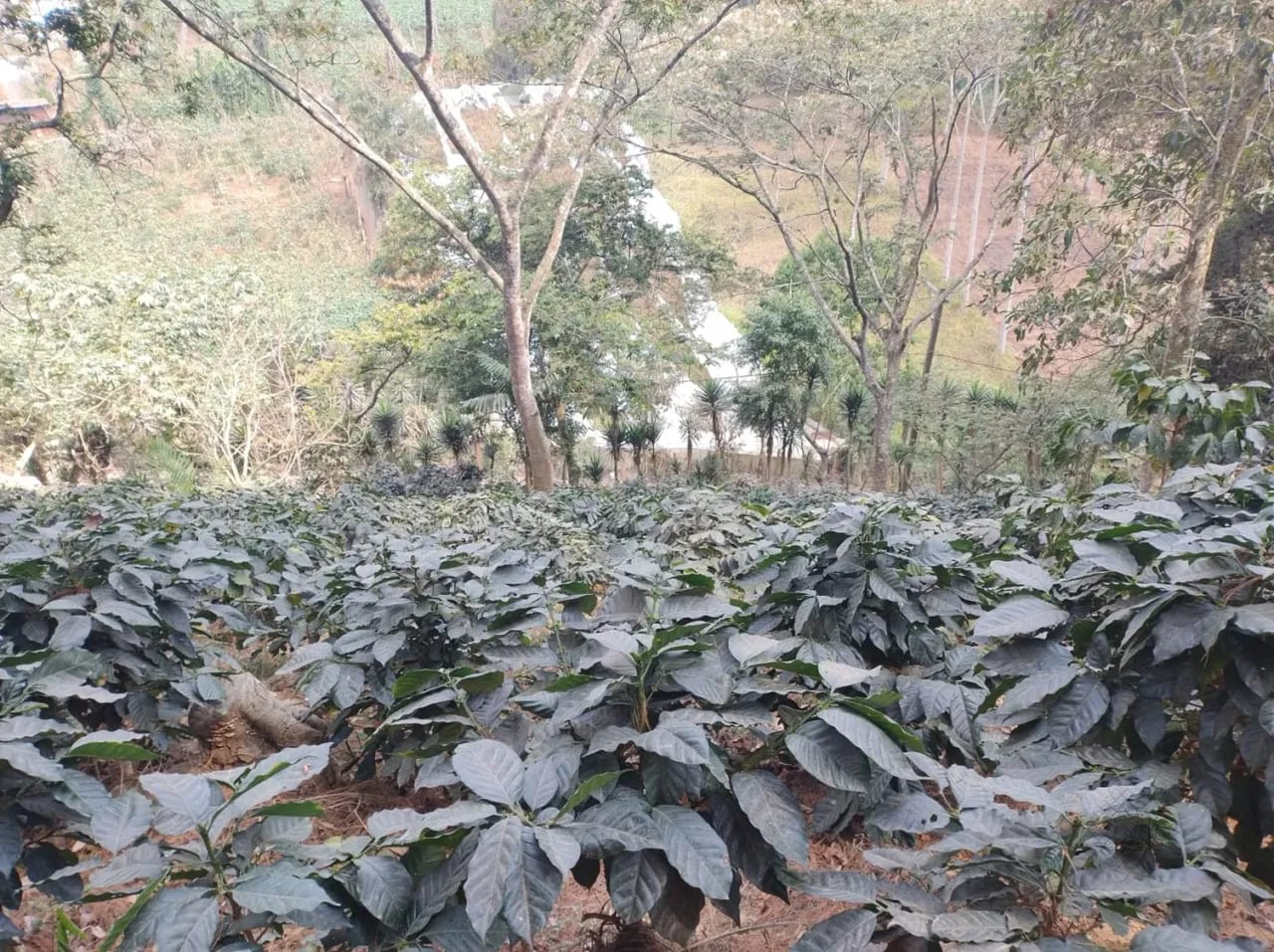 Se Venden 2.2 Manzanas de Terreno el Aldea los Planes Palencia — Terreno en Venta en palencia, Guatemala, Ciudad — foto 1 de 12