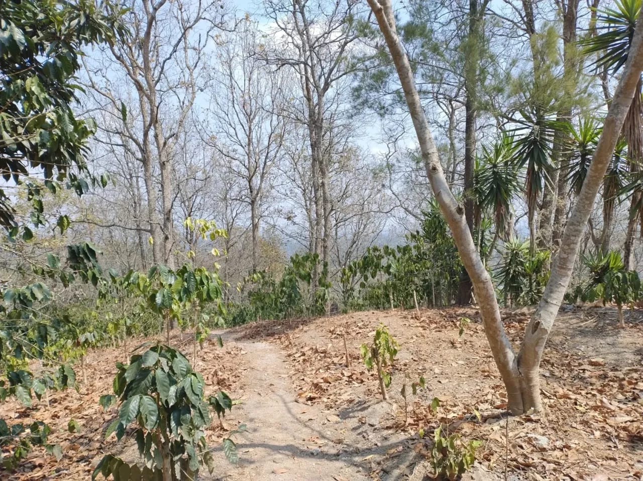 Se Venden 2.2 Manzanas de Terreno el Aldea los Planes Palencia — Terreno en Venta en palencia, Guatemala, Ciudad — foto 4 de 12
