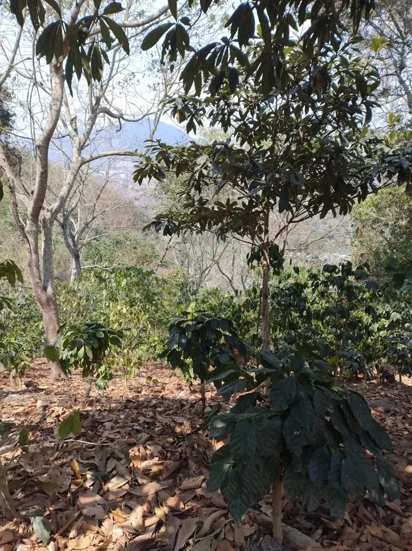 Se Venden 2.2 Manzanas de Terreno el Aldea los Planes Palencia — Terreno en Venta en palencia, Guatemala, Ciudad — foto 7 de 12