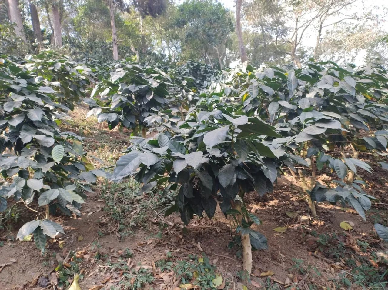 Se Venden 2.2 Manzanas de Terreno el Aldea los Planes Palencia — Terreno en Venta en palencia, Guatemala, Ciudad — foto 9 de 12