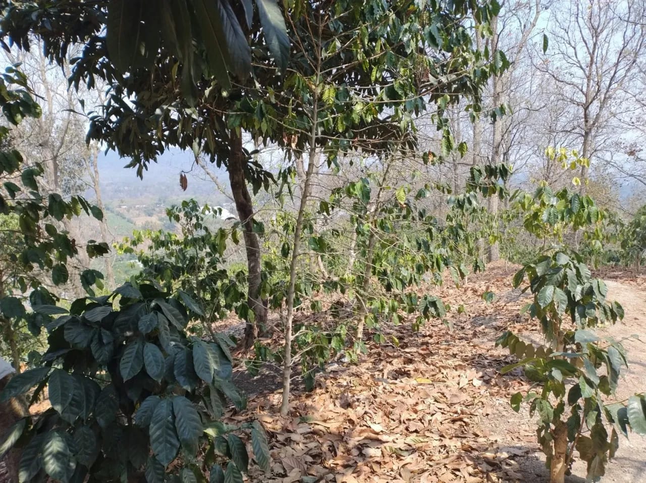 Se Venden 2.2 Manzanas de Terreno el Aldea los Planes Palencia — Terreno en Venta en palencia, Guatemala, Ciudad — foto 12 de 12